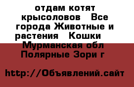 отдам котят крысоловов - Все города Животные и растения » Кошки   . Мурманская обл.,Полярные Зори г.